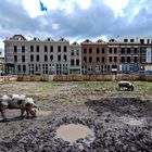 Rotterdam - Katendrecht - Veerlaan - Varkenshuis with pigs Arie & Jaap - 03