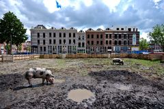 Rotterdam - Katendrecht - Veerlaan - Varkenshuis with pigs Arie & Jaap - 03