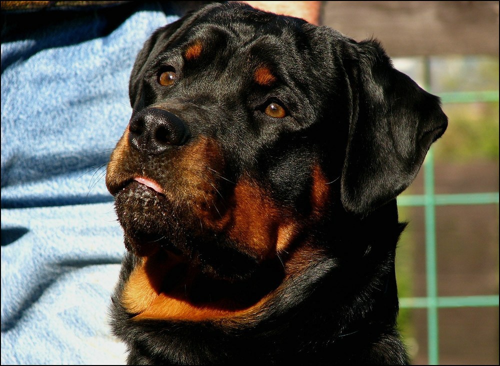 Rotti-Blick...