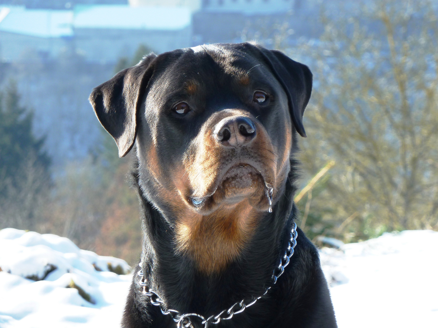 Rotti Burli als Model vor Schloss Vianden 2