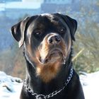 Rotti Burli als Model vor Schloss Vianden 2