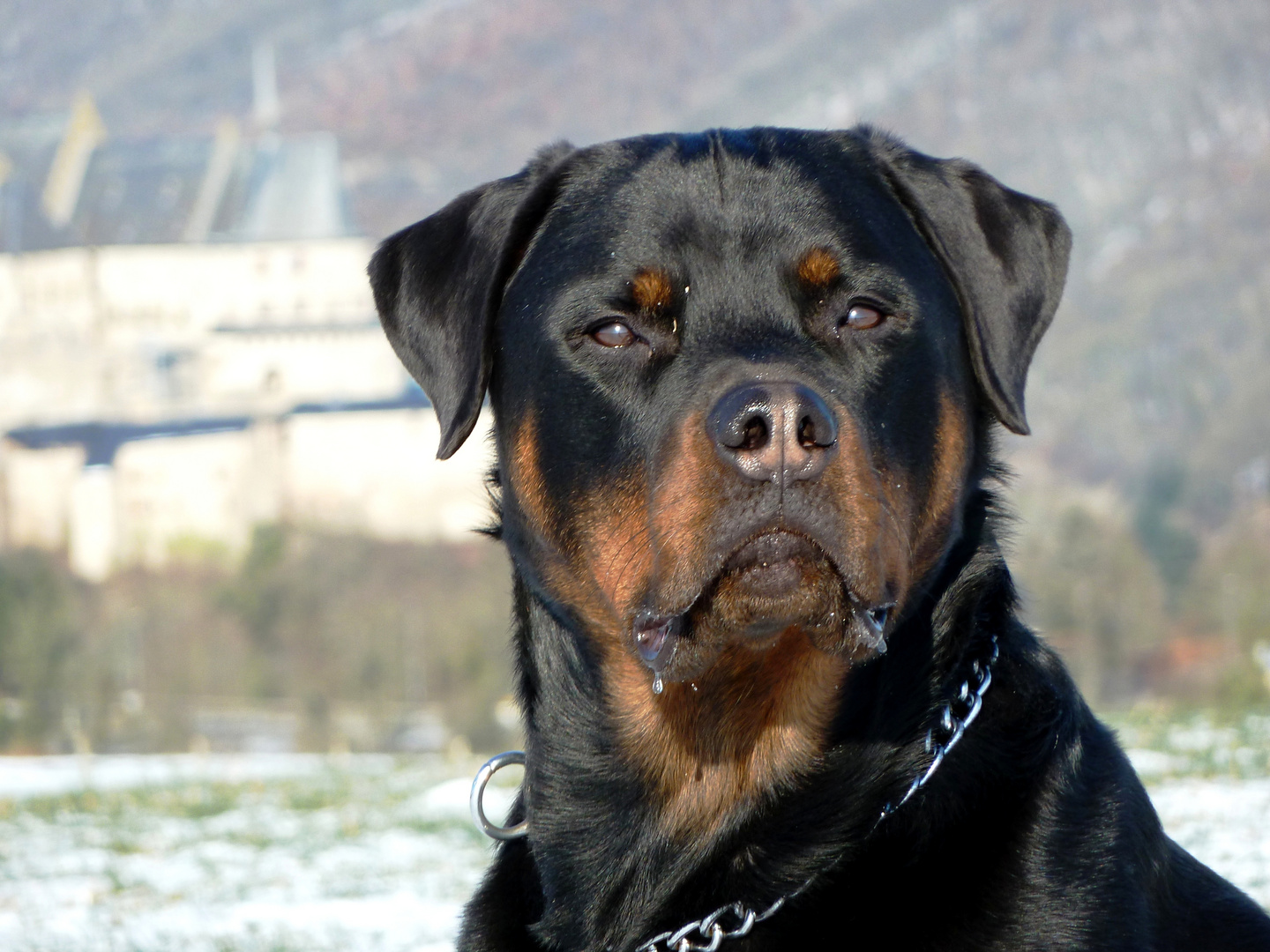 Rotti Burli als Model vor Schloss Vianden 3