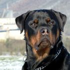 Rotti Burli als Model vor Schloss Vianden 3