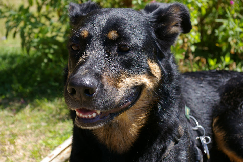 Rotti-Schäferhundmix Susi