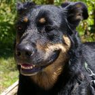 Rotti-Schäferhundmix Susi