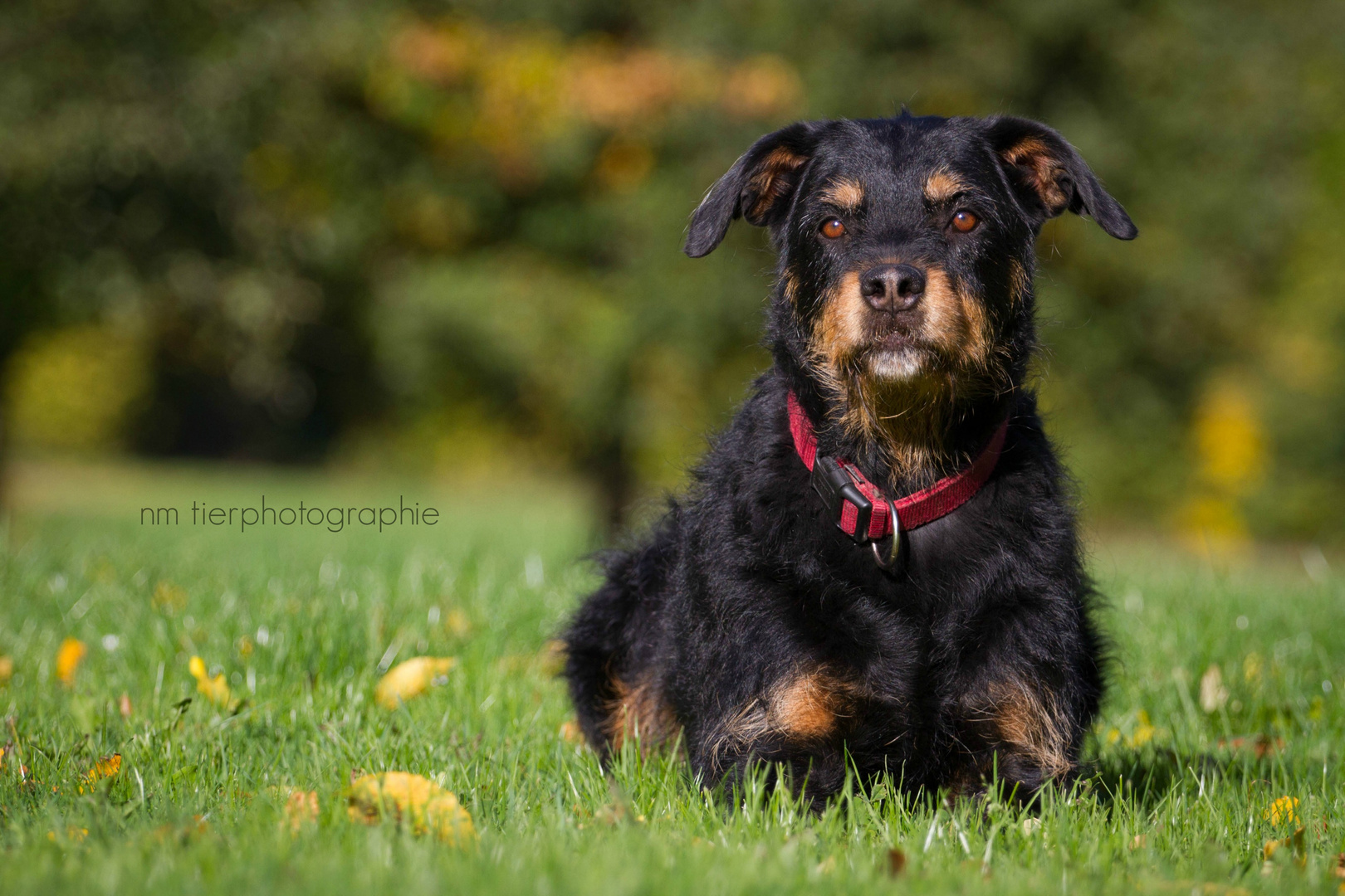 Rottimix Sandy !