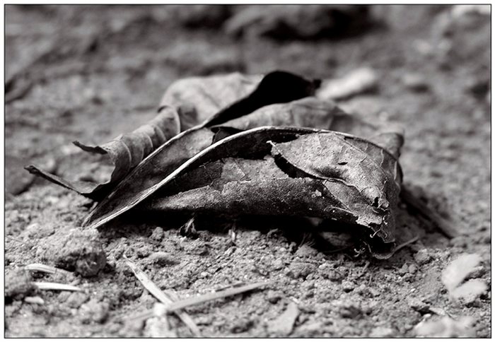 rotting leaf...