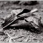 rotting leaf...