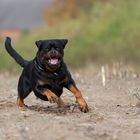 Rottipower