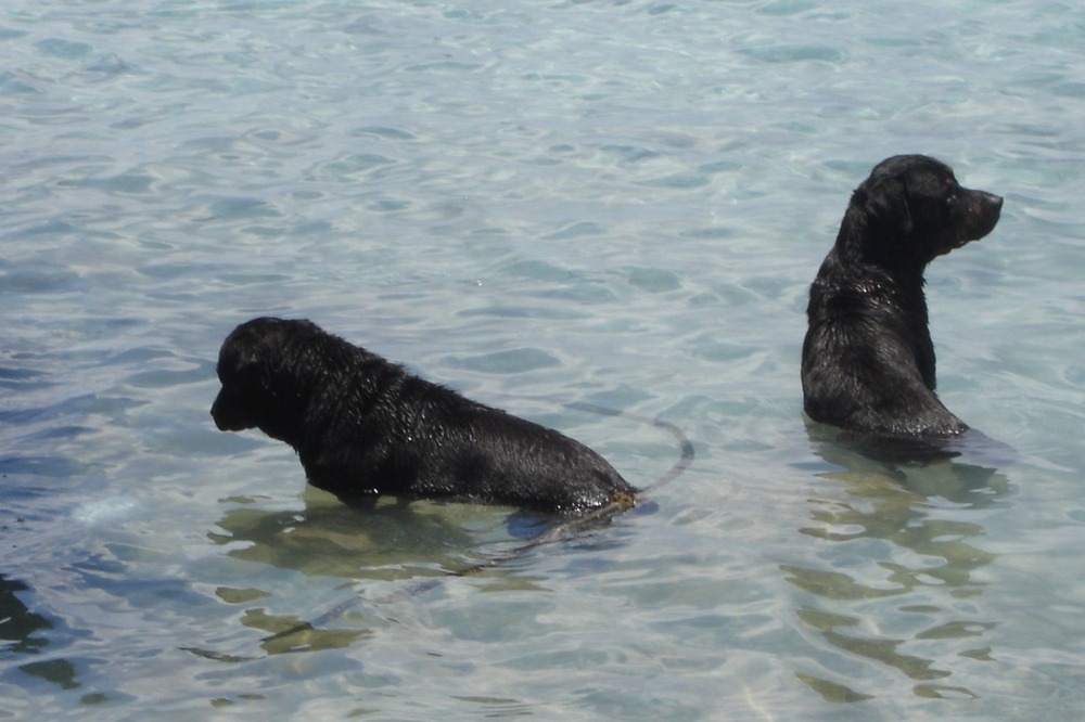 Rottis bei der Abkühlung auf Rangiroa