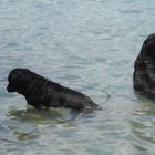 Rottis bei der Abkühlung auf Rangiroa