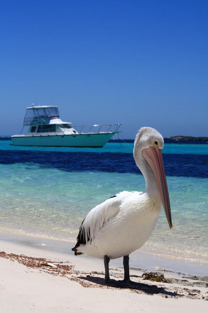 Rottnest Island