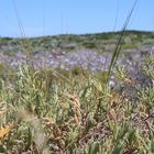 Rottnest Wiesen WA Perth