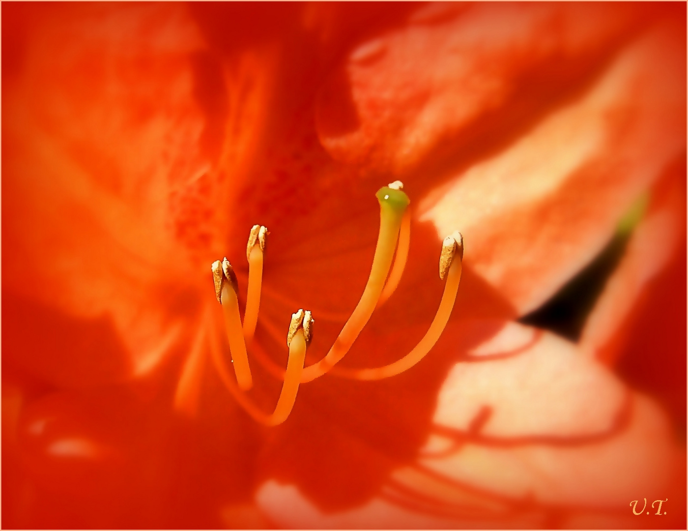 Rottöne Foto & Bild pflanzen, pilze & flechten, blüten