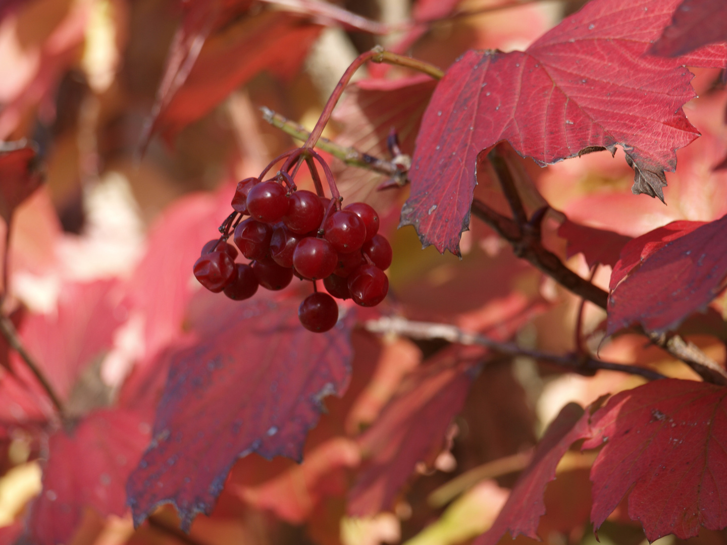 Rottöne im Herbst