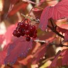 Rottöne im Herbst