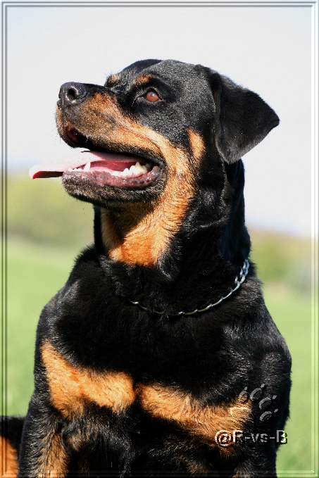 Rottweiler