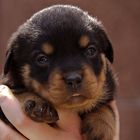 Rottweiler