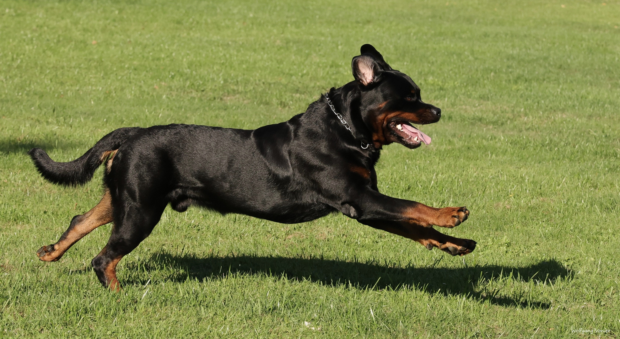 Rottweiler