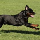 Rottweiler