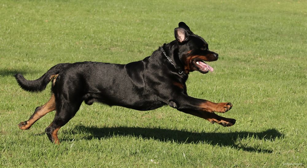 Rottweiler