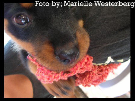 Rottweiler