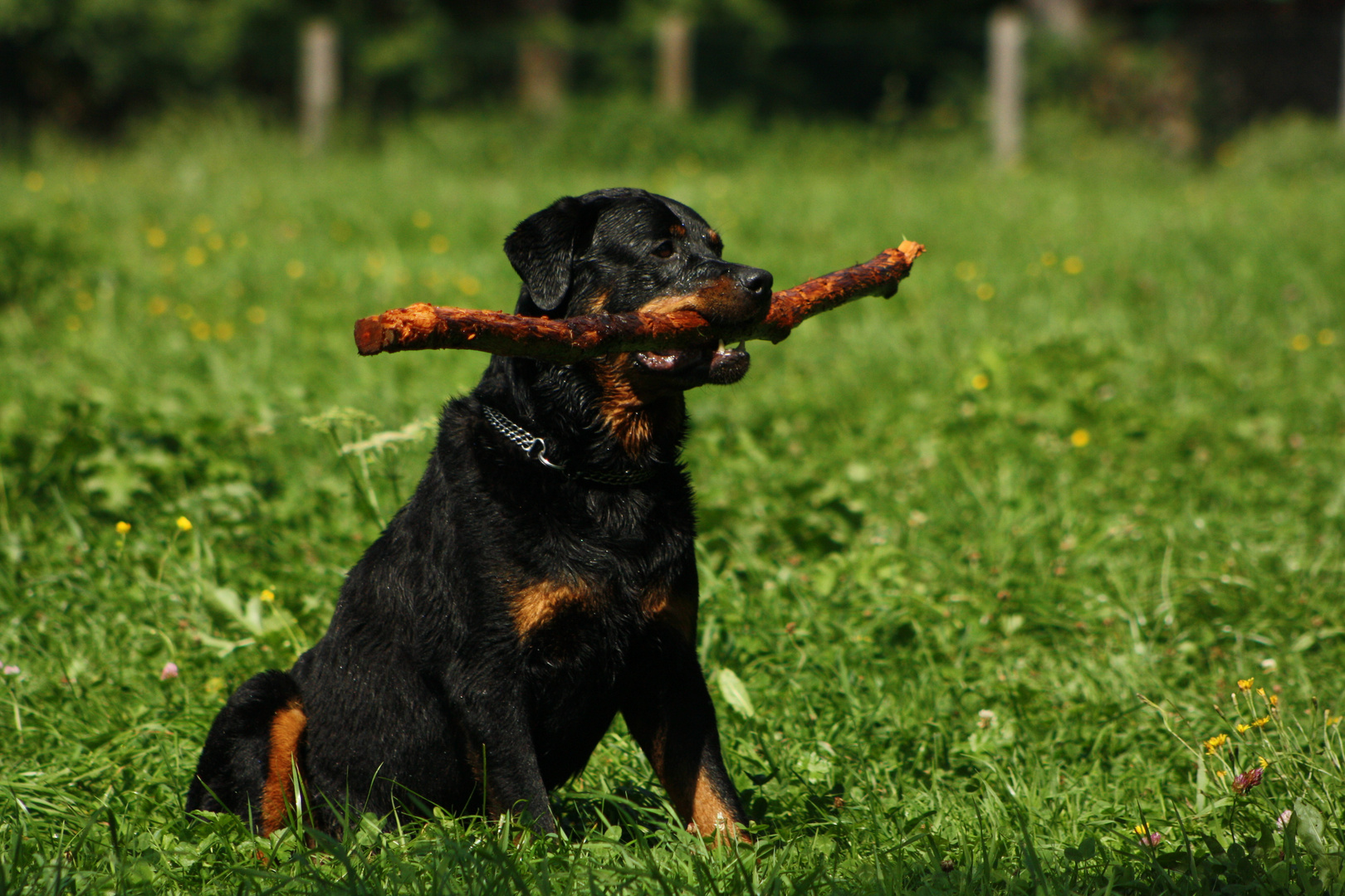 Rottweiler