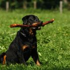 Rottweiler