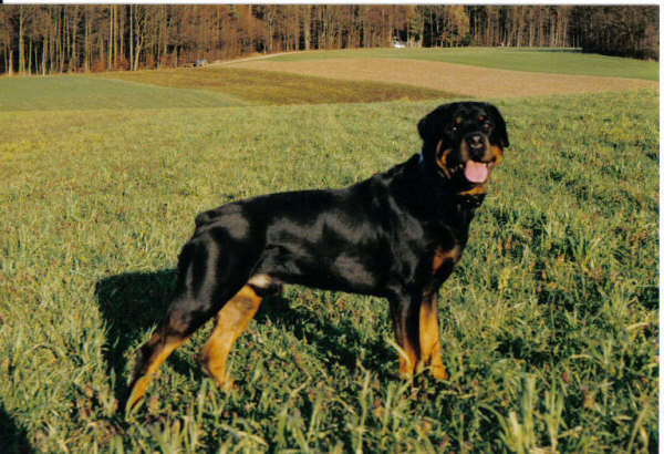 Rottweiler