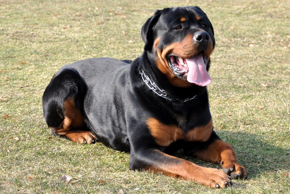 Rottweiler Foto & Bild tiere, haustiere, hunde Bilder auf