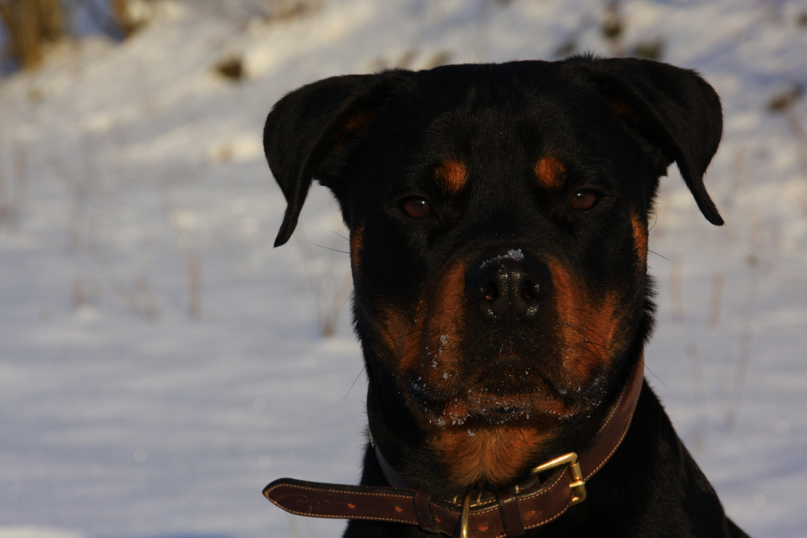 Rottweiler