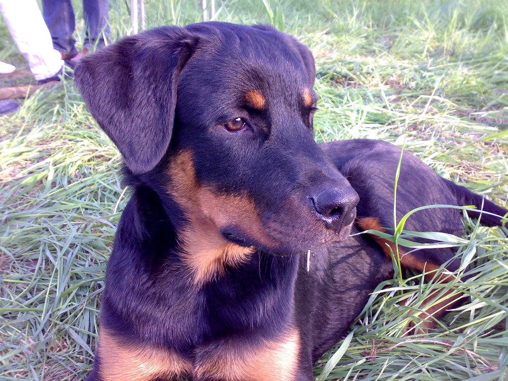 Rottweiler Aris