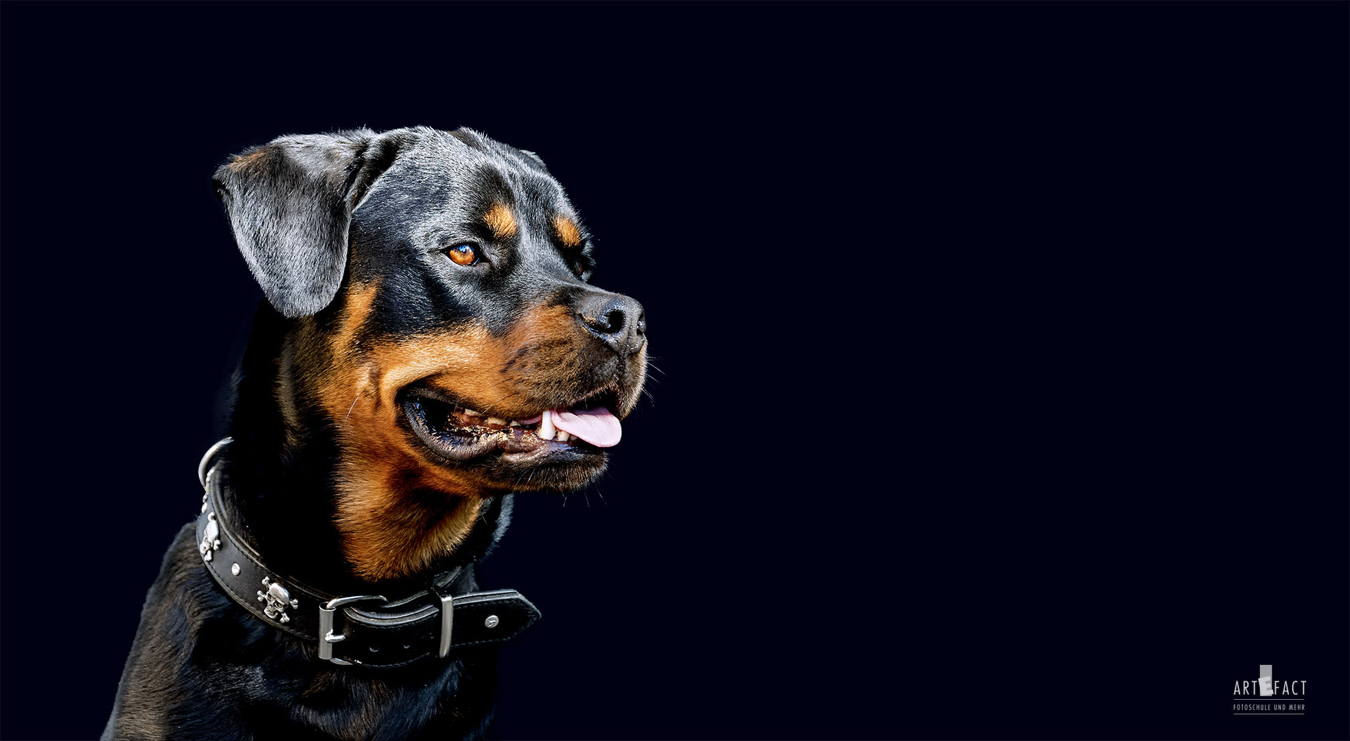 Rottweiler "Aslan"