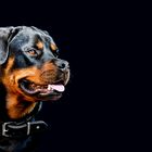 Rottweiler "Aslan"