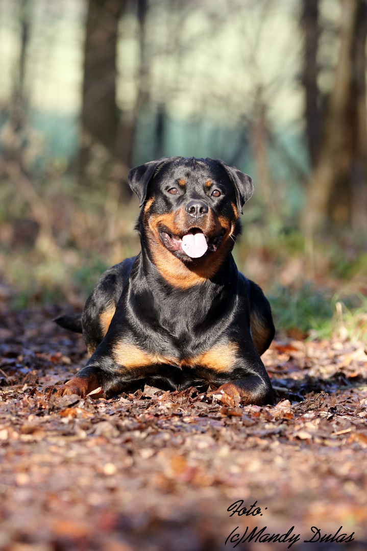 Rottweiler