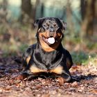 Rottweiler