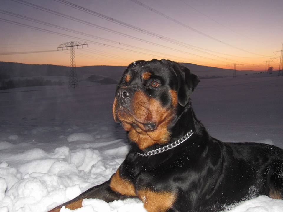 Rottweiler Deckrüde