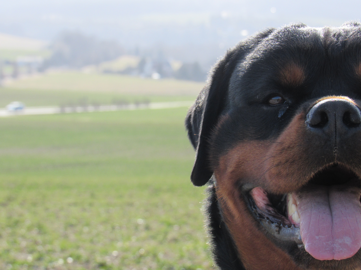 Rottweiler Deckrüde