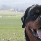 Rottweiler Deckrüde