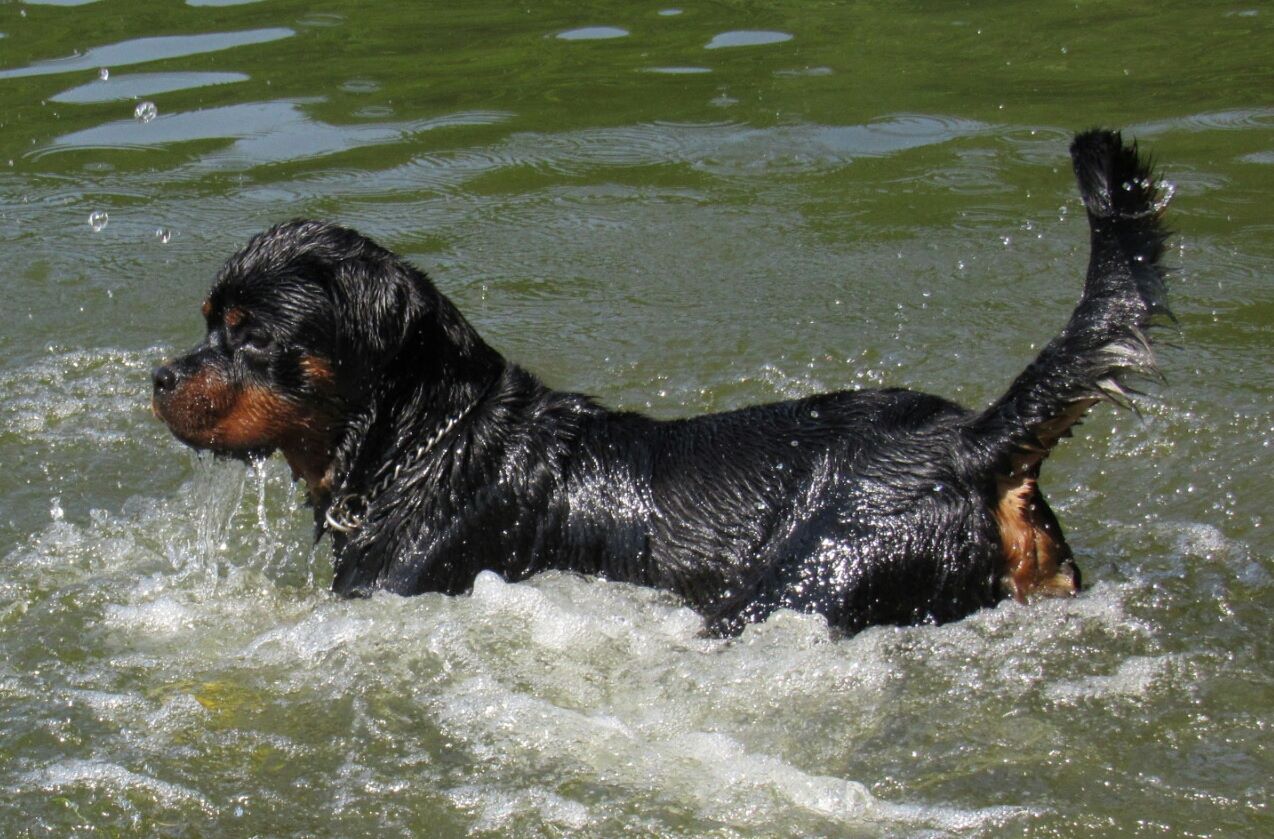 Rottweiler Deckrüde