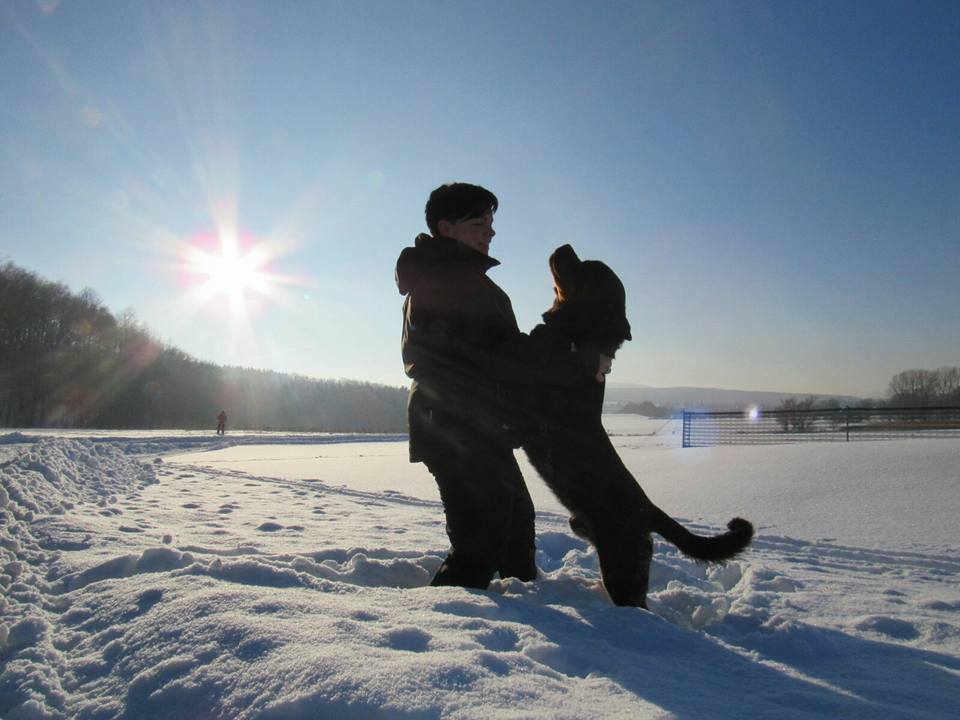 Rottweiler Deckrüde