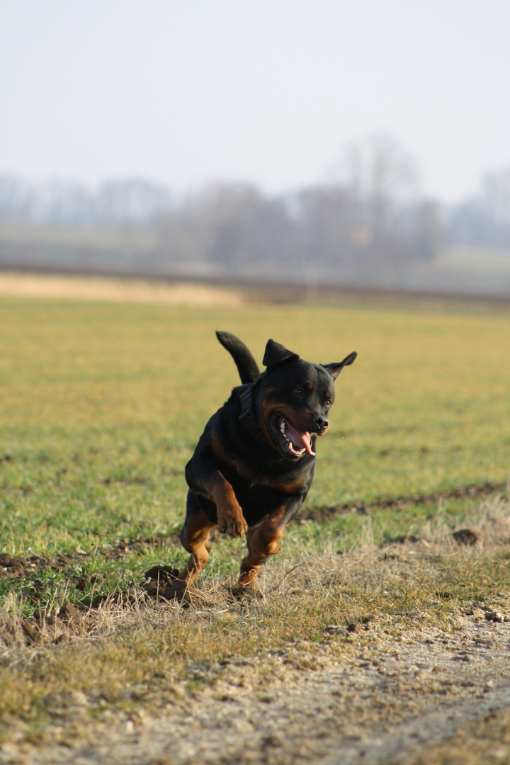 Rottweiler