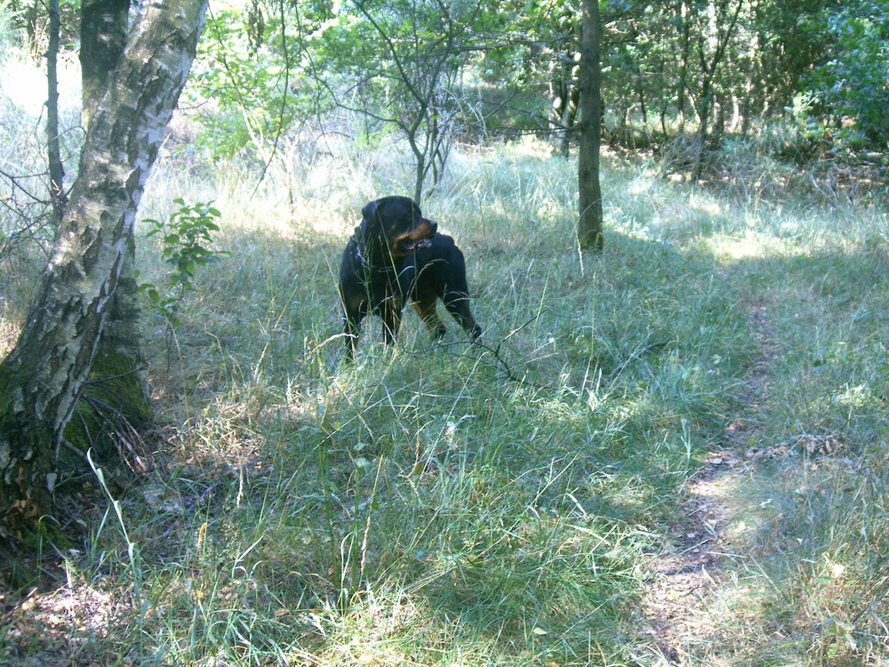 Rottweiler en forêt