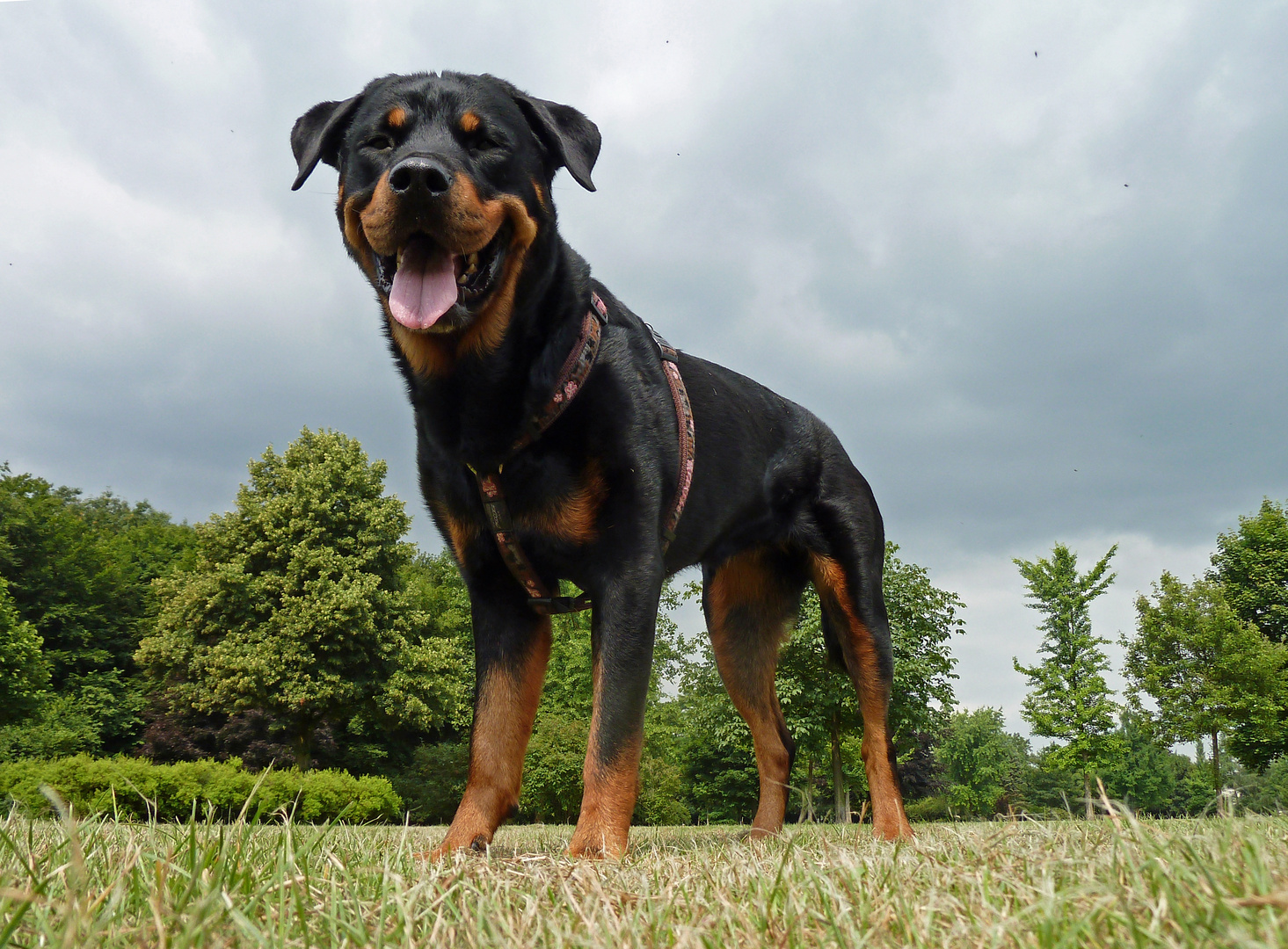 Rottweiler Enie