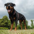 Rottweiler Enie