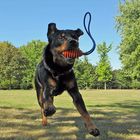 Rottweiler Enie im Landeanflug