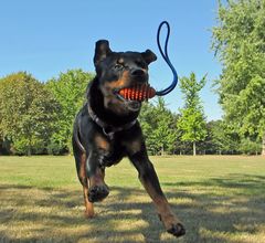 Rottweiler Enie im Landeanflug