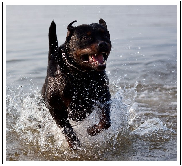 Rottweiler in the beach