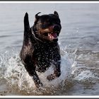 Rottweiler in the beach