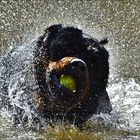 Rottweiler in the river